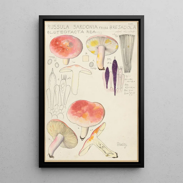Russula sardonia - Hans Baldung — gerahmtes Bild an der Wand