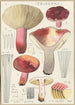 Russula secretan - Hans Baldung — Ansicht des Kunstwerks