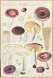 Russula turci - Hans Baldung — Ansicht des Kunstwerks