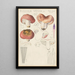 Russula vesca - Hans Baldung — gerahmtes Bild an der Wand