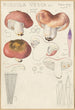 Russula vesca - Hans Baldung — Ansicht des Kunstwerks