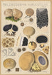 Scleroderma aurantium Pers - Hans Baldung — Ansicht des Kunstwerks