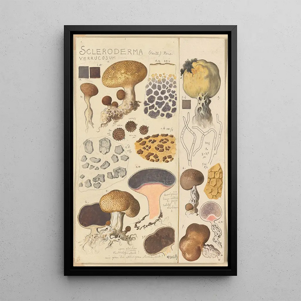 Scleroderma verrucosum - Hans Baldung — gerahmtes Bild an der Wand