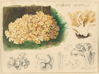 Hans Walty - Sparassis crispa Fries.webp