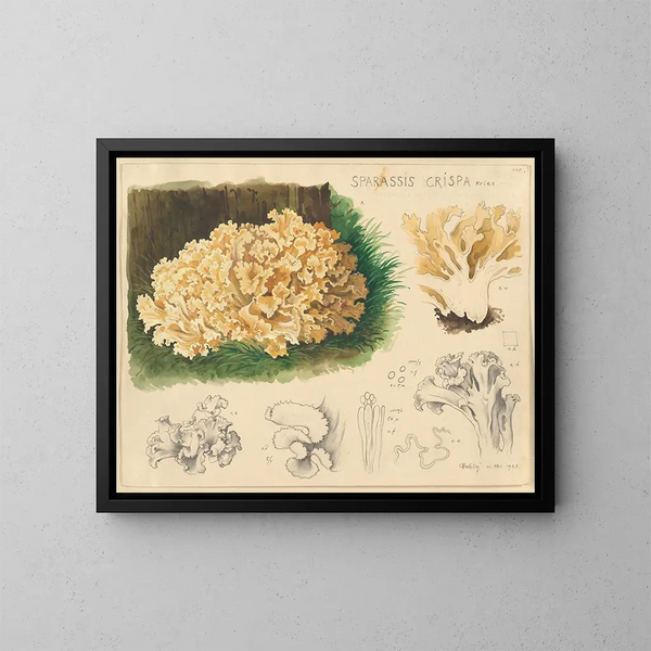 Sparassis crispa - Hans Baldung — gerahmtes Bild an der Wand