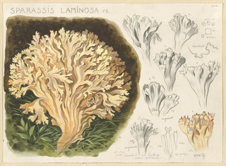 Hans Walty - Sparassis laminosa Fr.webp