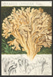 Sparassis laminosa Fries - Hans Baldung — Ansicht des Kunstwerks