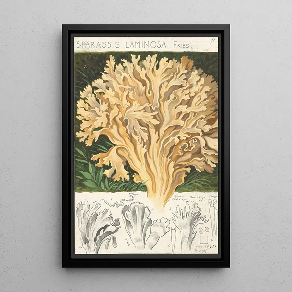 Sparassis laminosa Fries - Hans Baldung — gerahmtes Bild an der Wand