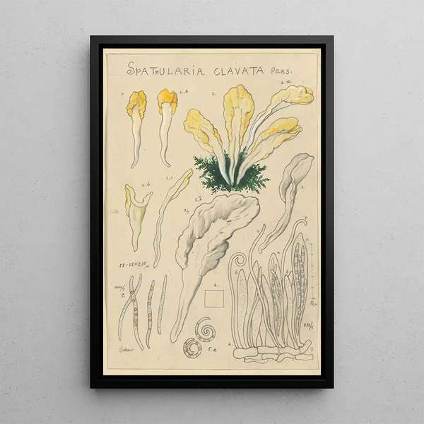 Spathularia clavata - Hans Baldung — gerahmtes Bild an der Wand