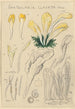 Spathularia clavata - Hans Baldung — Ansicht des Kunstwerks