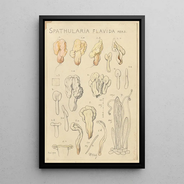 Spathularia flavida - Hans Baldung — gerahmtes Bild an der Wand