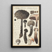 Strobilomyces strobilaceus Scop Berk - Hans Baldung — gerahmtes Bild an der Wand