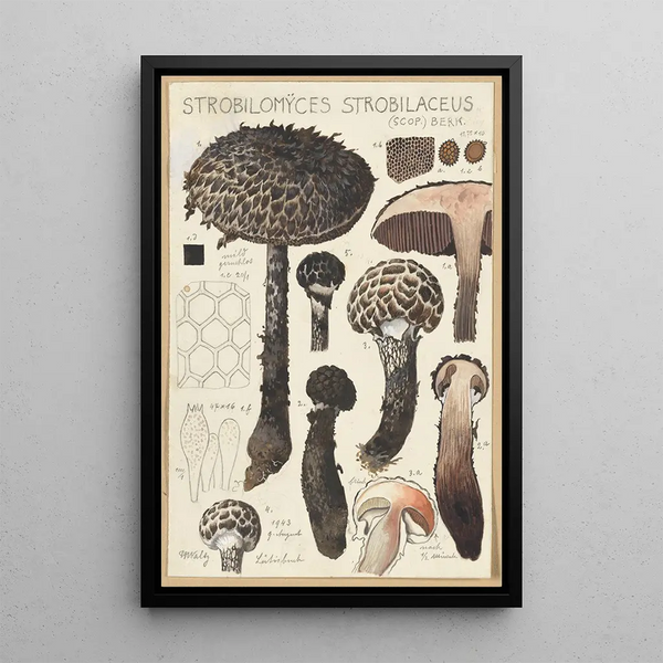 Strobilomyces strobilaceus Scop Berk - Hans Baldung — gerahmtes Bild an der Wand