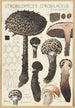 Strobilomyces strobilaceus Scop Berk - Hans Baldung — Ansicht des Kunstwerks