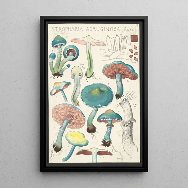 Stropharia aeruginosa Curt - Hans Baldung — gerahmtes Bild an der Wand