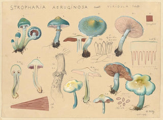 Stropharia aeruginosa var. viridula - Hans Baldung — Ansicht des Kunstwerks