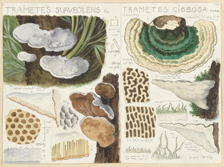 Trametes gibbosa - Hans Baldung — Ansicht des Kunstwerks