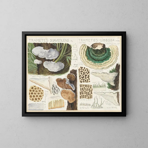 Trametes gibbosa - Hans Baldung — gerahmtes Bild an der Wand