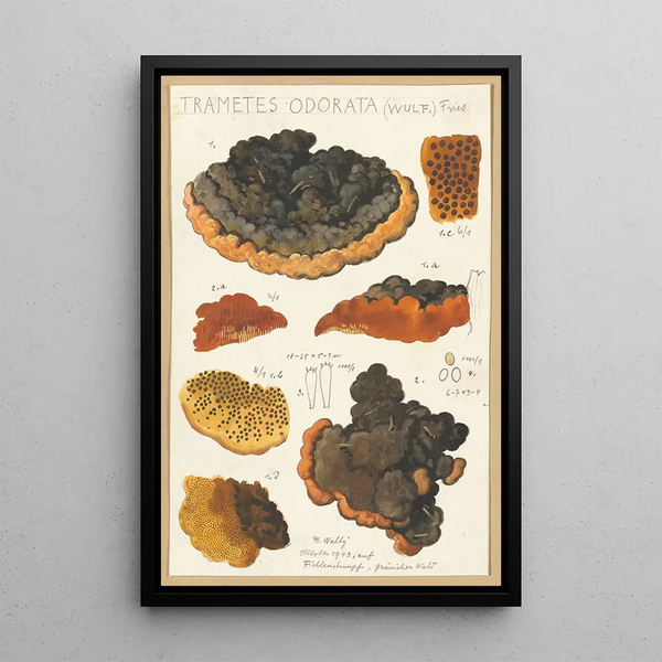 Trametes odorata Wulf Fries - Hans Baldung — gerahmtes Bild an der Wand