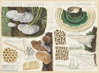 Hans Walty - Trametes suaveolens.webp