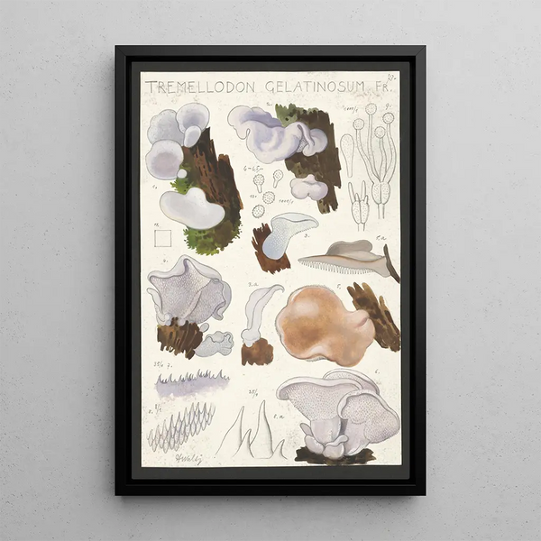 Tremellodon gelatinosum Fr - Hans Baldung — gerahmtes Bild an der Wand