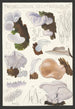 Tremellodon gelatinosum Fr - Hans Baldung — Ansicht des Kunstwerks