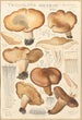 Tricholoma acerbum - Hans Baldung — Ansicht des Kunstwerks