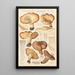 Tricholoma acerbum - Hans Baldung — gerahmtes Bild an der Wand
