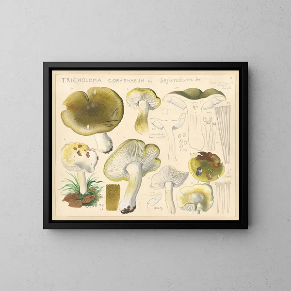 Tricholome coryphaeum Fr. sejunctum Sow - Hans Baldung — gerahmtes Bild an der Wand