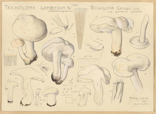 Tricholome gambosum - Hans Baldung — Ansicht des Kunstwerks