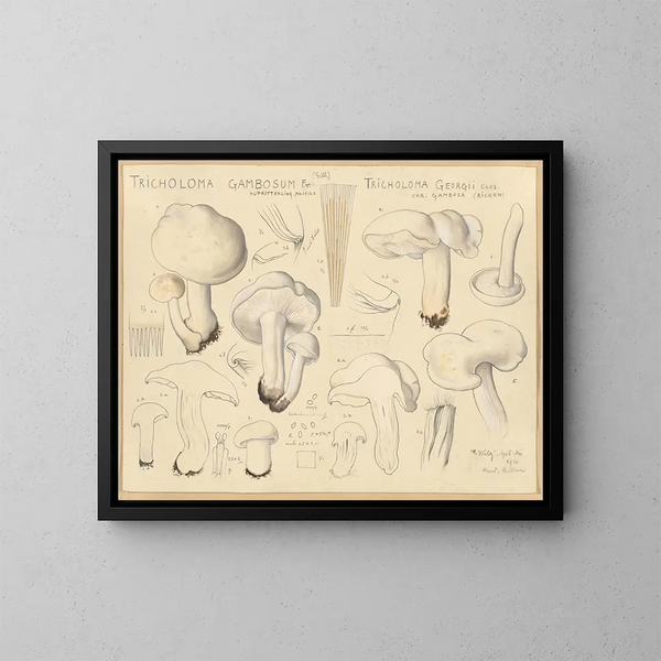 Tricholome gambosum - Hans Baldung — gerahmtes Bild an der Wand