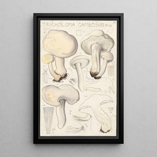 Tricholoma gambosum Gill - Hans Baldung — gerahmtes Bild an der Wand