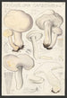 Tricholoma gambosum Gill - Hans Baldung — Ansicht des Kunstwerks