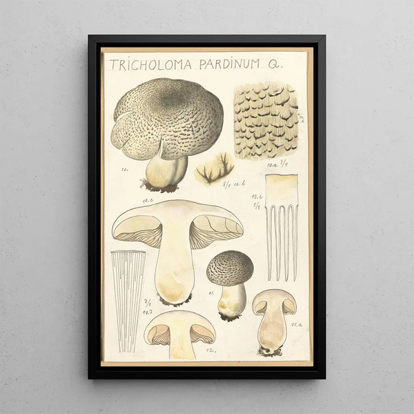 Tricholoma pardinum Q - Hans Baldung — gerahmtes Bild an der Wand