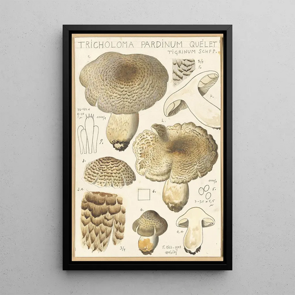 Tricholoma pardinum quelet - Hans Baldung — gerahmtes Bild an der Wand