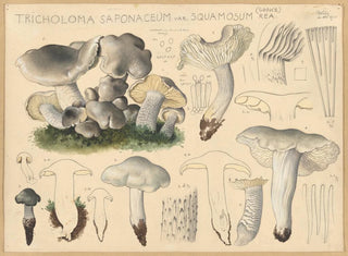 Hans Walty - Tricholoma saponaceum var squamosum Rea Cooke.webp
