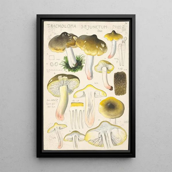 Tricholoma sejunctum Sow - Hans Baldung — gerahmtes Bild an der Wand