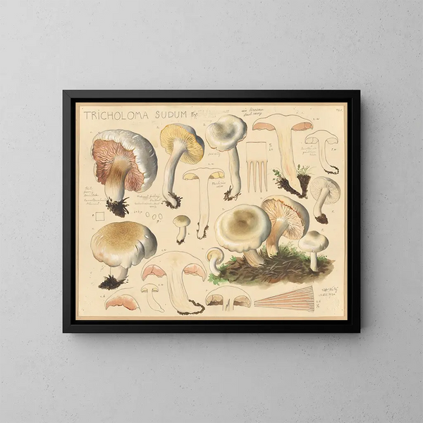 Tricholome sudum - Hans Baldung — gerahmtes Bild an der Wand