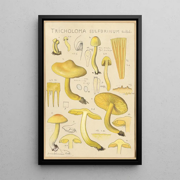 Tricholoma sulfurinum - Hans Baldung — gerahmtes Bild an der Wand