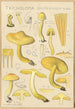 Tricholoma sulfurinum - Hans Baldung — Ansicht des Kunstwerks