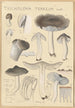 Tricholoma terreum - Hans Baldung — Ansicht des Kunstwerks