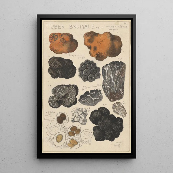 Tuber brumale - Hans Baldung — gerahmtes Bild an der Wand