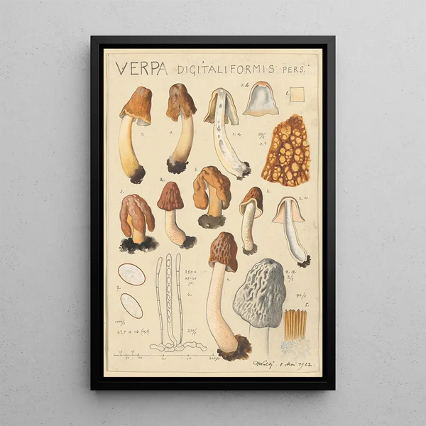 Verpa digitaliformis - Hans Baldung — gerahmtes Bild an der Wand