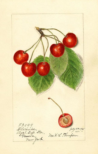 Harriet L Thompson - Prunus avium Florence.webp