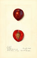 Prunus domestica Methley - Harriet L Thompson — Ansicht des Kunstwerks