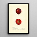 Prunus domestica Methley - Harriet L Thompson — gerahmtes Bild an der Wand