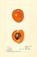 Prunus mume Sharpe - Harriet L Thompson — Ansicht des Kunstwerks