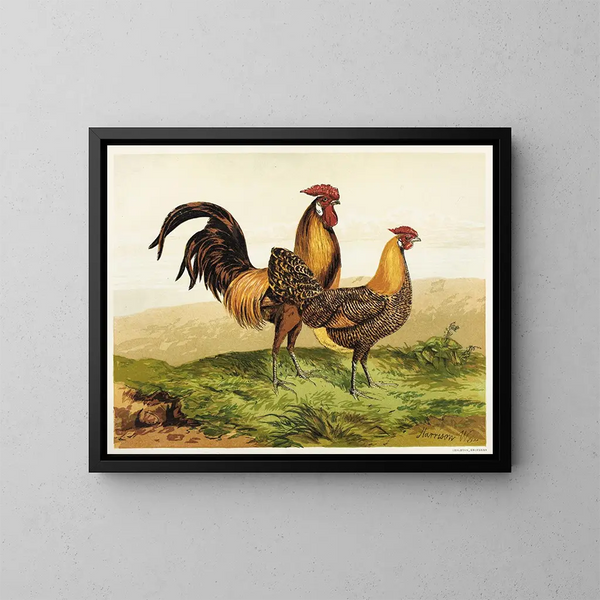 Hambourgs dorés au crayon - Harrison Weir — gerahmtes Bild an der Wand