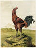 Coq malais - Harrison Weir — Ansicht des Kunstwerks