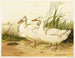 Enten Aylesbury weiße - Harrison Weir — Ansicht des Kunstwerks